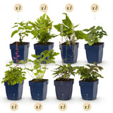 Green boutiQ - Borderpakket - Schaduw - 24 Vaste växtn - 3 m2 - Diversen kleuren - Weinig Onderhoud - Kruka 11cm