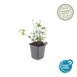 Fusain rampant Coloratus en godet - Euonymus fortunei - H 10-25 cm, pot Ø9 cm - photo 5