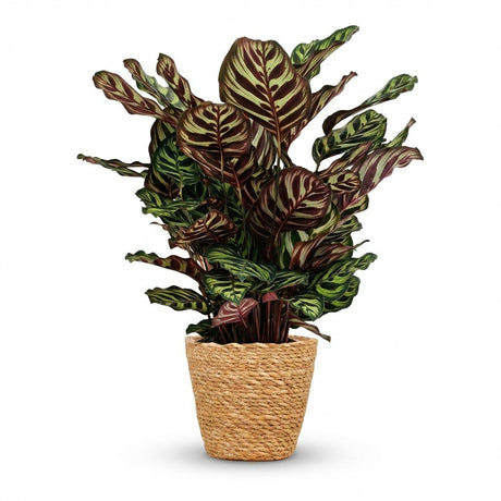 Green boutiQ - Kamerplant - Pauwenplant - Calathea Makoyana - Groen - Weinig onderhoud - 1 Plant - met Mand - Kruka 19cm - Hoogte 70cm