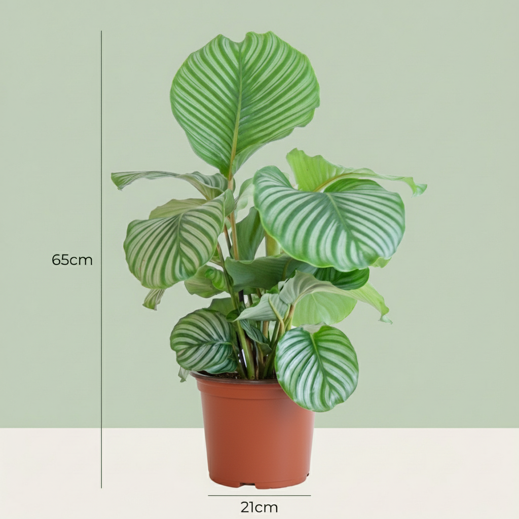 Green boutiQ - Kamerplant - Pauwenplant - Calathea Orbifolia - Groen - Weinig onderhoud - 1 Plant - Kruka 21cm - Hoogte 60 - 70cm