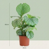Green boutiQ - Kamerplant - Pauwenplant - Calathea Orbifolia - Groen - Weinig onderhoud - 1 Plant - Kruka 21cm - Hoogte 60 - 70cm