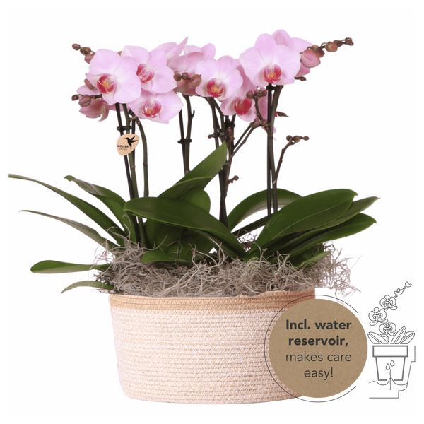 Orchidées Phalaenopsis roses Mineral Antwerpen - bouquet de 3 en panier Cotton - pot Ø9 cm