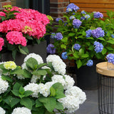 Green boutiQ - Trädgårdsväxt - Hydrangea Endless Summer Blå - Rosa - Vit - Hortensia - Vinterhård - Blå - Rosa - Vit - 3 Växter - Kruka 14cm - Höjd 20-25cm