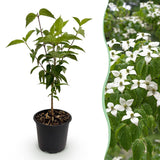 Cornouiller de Chine - H 35 cm, pot Ø12 cm