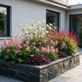 Pack massif d'ombre en mélange - H 15-25 cm, pot Ø11 cm