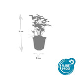 Fraisier des bois en godet - Fragaria vesca - H 10-25 cm, pot Ø9 cm - photo 2