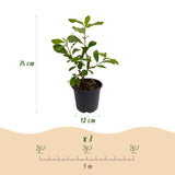 Green boutiQ - Tuinplant - Cornus Florida - Bloem Wit-Roze - 1 Plant - Bladverliezend - Weinig Onderhoud - Kruka 12cm Hoogte 35cm