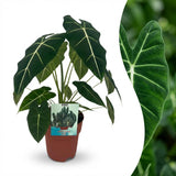 Green boutiQ - Kamerplant - Olifantsoor - Alocasia Frydek - Groen - Weinig onderhoud - 1 Plant - Kruka 19cm - Hoogte 60cm