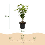 Cornouiller de Chine - H 35 cm, pot Ø12 cm - photo 3