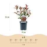 La Green Touch - Häckväxter - Photinia fraseri Carre Rouge - grönt rött - 6 växter - 1 löpmeter - lövfällande - kruka 17cm höjd 55cm