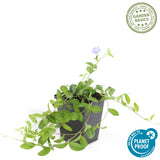 Petite pervenche La Grave en godet - Vinca minor - H 10-25 cm, pot Ø9 cm - photo 5