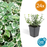 Fusain Emerald Gaiety en godet - Euonymus fortunei - H 10-25 cm, pot Ø9 cm