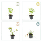 Fraisier des bois en godet - Fragaria vesca - H 10-25 cm, pot Ø9 cm - photo 5