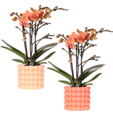 Kolibri Company | Växtnset Poppy Orange Orchids | Oranje orchidee Bolzano incl. keramieken sierpotten