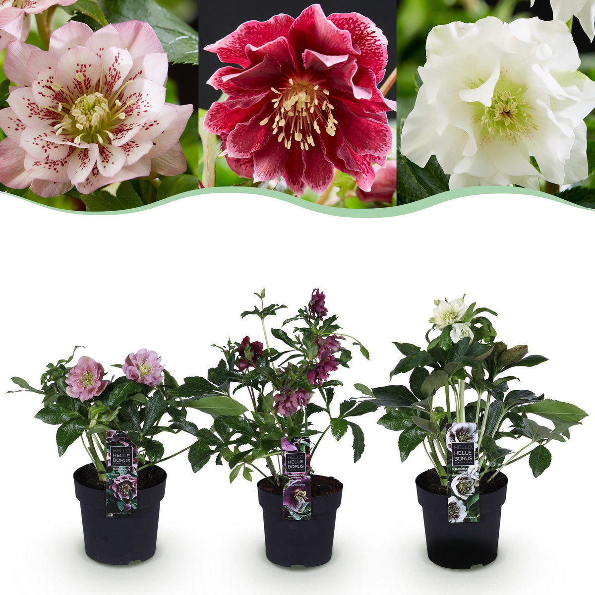 Green boutiQ - Tuinplant - Lenten Rose - Helleborus orientalis Double Tricolour - Roze - Rode - Witte Bloem -3 Växtn - Groenblijvend - Kruka 14cm Hoogte 35cm