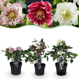 Green boutiQ - Tuinplant - Lenten Rose - Helleborus orientalis Double Tricolour - Roze - Rode - Witte Bloem -3 Växtn - Groenblijvend - Kruka 14cm Hoogte 35cm
