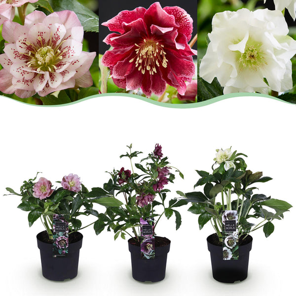 Green boutiQ - Tuinplant - Lenten Rose - Helleborus orientalis Double Tricolour - Roze - Rode - Witte Bloem -3 Växtn - Groenblijvend - Kruka 14cm Hoogte 35cm