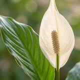 Green boutiQ - Kamerplant - Lepelplant - Spathiphyllum - Wit - Weinig onderhoud - 1 Plant - Kruka 19cm - Hoogte 70 - 80cm