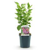 La Green Touch - Trädgårdsväxt - Syringa vulgaris Michel Buchner - Vanlig Syrén - Winterhård - Rosa - 1 Växt - Kruka 17cm - Höjd 45cm