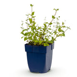 Népéta Grog - H 15-25 cm, pot Ø11 cm