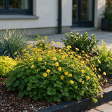 Faux-fraisier - Waldsteinia ternata - H 15-25 cm, pot Ø11 cm - photo 6