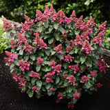 Green boutiQ - Tuinplant - Hydrangea panniculata Living Infinity - Pluimhortensia - Winterhard - Wit - 1 Plant - Kruka 12cm - Hoogte Hoogte 20-30cm