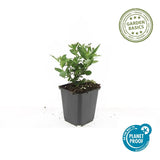 Aster ageratoides Stardust en godet - Aster d'Asie - H 10-25 cm, pot Ø9 cm - photo 2