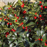 Green boutiQ - Tuinplant - Ilex meserveae Blue Maid - Plant op stam - Terras Plant - Bladverliezend - Weinig Onderhoud - Kruka 19cm Hoogte 90cm
