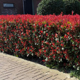 La Green Touch - Häckväxter - Photinia fraseri Carre Rouge - grönt rött - 6 växter - 1 löpmeter - lövfällande - kruka 17cm höjd 55cm