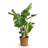 Green BoutiQ - Green is... Kamerväxtn - Monstera Deliciosa - Gatenplant - Weinig onderhoud - Groen - 1 Plant - Kruka 17cm - Hoogte 50-55cm