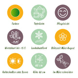 Green boutiQ - Borderpakket - Thee kruiden - 8 Vaste växtn - 1 m2 - Diversen kleuren - Weinig Onderhoud - Kruka 11cm