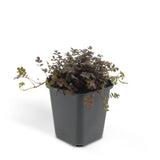 Acaena Kupferteppich en godet - Acaena microphylla - H 10-25 cm, pot Ø9 cm - photo 3