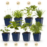 Green boutiQ - Borderpakket - Kleur Wit - 24 Vaste växtn - 3 m2 - Diversen kleuren - Weinig Onderhoud - Kruka 11cm