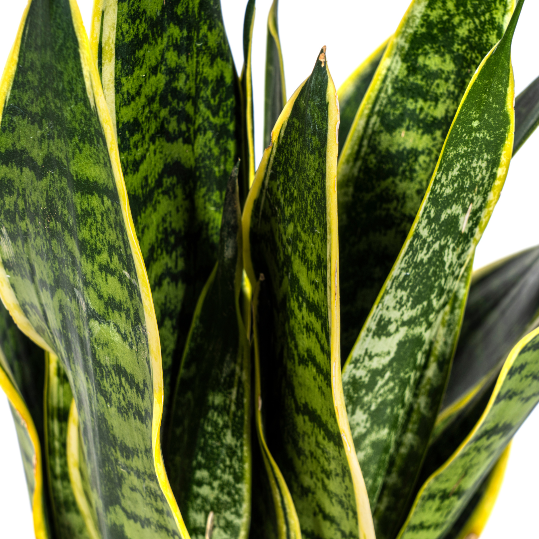 Utanevieria Trifasciata Futura Superba Ø17cm - ↕45 - 55cm