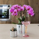 Kolibri Company | Växtnset Disco | Paarse Vienna orchidee Ø9cm + Succulent incl. keramieken sierpotten