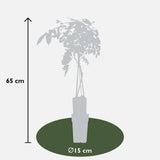 Wisteria sinensis 'Prolific' - Blauwe regen - Ø15cm - ↕65cm