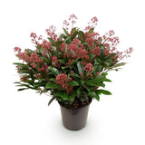 1x - Terrasplant - Skimmia japonica Rubella - Bloem Rood - 40+ Bloemen - 1 Plant - Winterhard - Kruka 19cm Hoogte 60cm