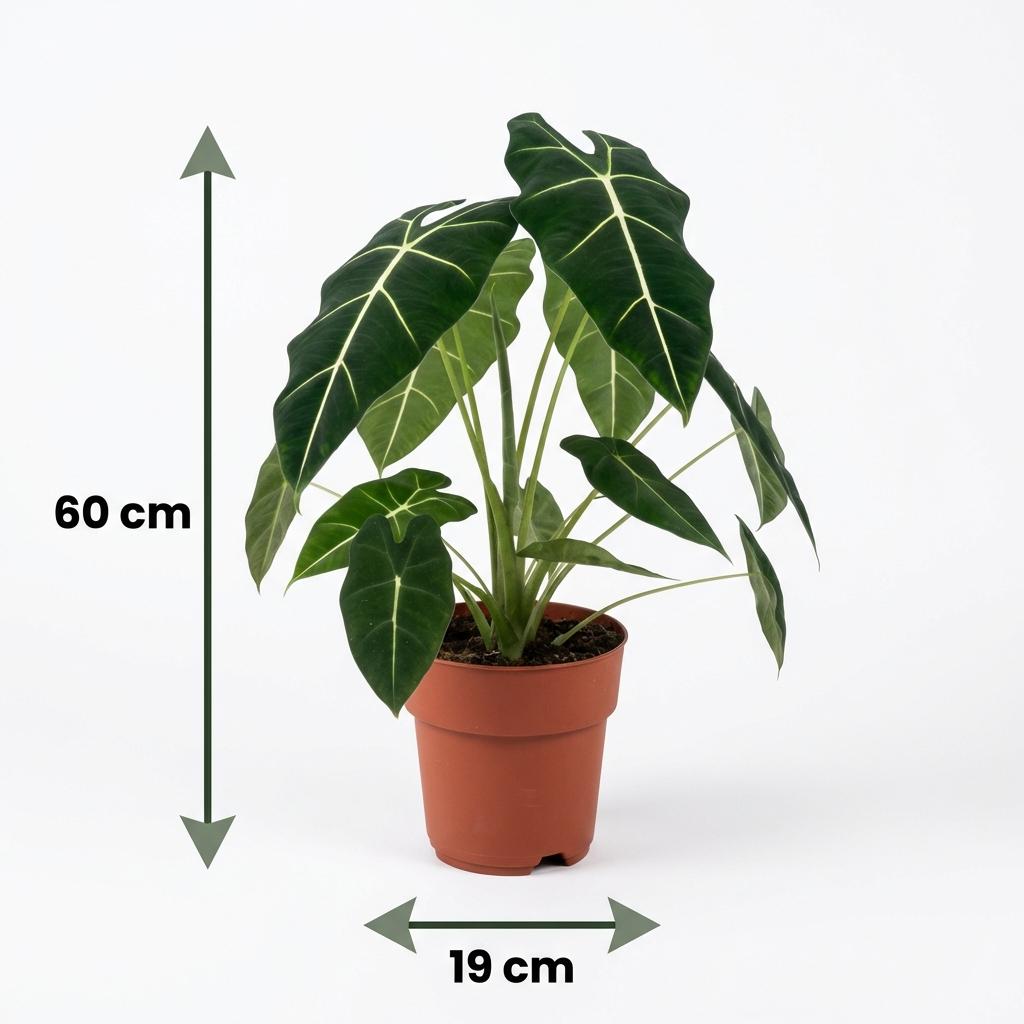 Green boutiQ - Kamerplant - Olifantsoor - Alocasia Frydek - Groen - Weinig onderhoud - 1 Plant - Kruka 19cm - Hoogte 60cm