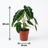 Green boutiQ - Kamerplant - Olifantsoor - Alocasia Frydek - Groen - Weinig onderhoud - 1 Plant - Kruka 19cm - Hoogte 60cm