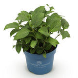 Green boutiQ - Trädgårdsväxt - Hydrangea Endless Summer Summer Love Red - Hortensia - Vinterhart - Röd - 1 Växt - Kruka 14cm - Höjd 20-25cm