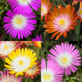 Green boutiQ - Bodembedekker - Winterhard - Delosperma Jewel of Dessert - 8 Växtn - Kleuren Rood - Oranje - Paars - Roze - Weinig Onderhoud - Kruka 14 Hoogte 17