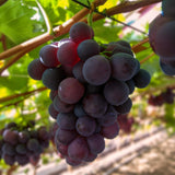 Green boutiQ - Fruitplant - Paarse Druif -  Vitis vinifera Vanessa - Pitloos - 2 växtn - Kruka 15cm Hoogte 50cm