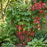 Vigne vierge Engelmannii - Parthenocissus quinquefolia - H 35 cm, pot Ø9 cm - photo 4