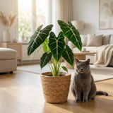 Green boutiQ - Kamerplant - Olifantsoor - Alocasia Frydek - Groen - Weinig onderhoud - 1 Plant - Kruka 19cm - Hoogte 60cm