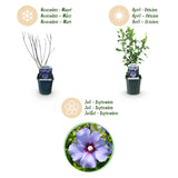 Green boutiQ - Trädgårdsväxt - Hibiscus syriacus Oiseau Blue - Trädgårds Hibiskus - Winterhård - Blå - 3 Växter - Kruka 17cm - Höjd 45cm