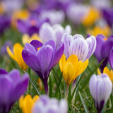 Crocus botaniques en mélange - 200 bulbes