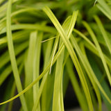 Green boutiQ - Siergrassen -  Carex oshimensis Everillo - Geel - 2 Växtn - Bladhoudend - Weinig Onderhoud - Kruka 17cm Hoogte 50cm
