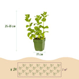 Green boutiQ - Borderpakket - Thee kruiden - 24 Vaste växtn - 3 m2 - Diversen kleuren - Weinig Onderhoud - Kruka 11cm