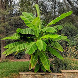 Green boutiQ - Fruitplant - Japanse vezelbanaan - Musa Basjoo - Winterhard - Kruka 21cm Hoogte 90cm