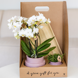 Orchidée Phalaenopsis rose-violet Mineral Frederikstad et succulente - coffret Allure violet